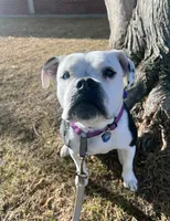 black and white american bulldog mix