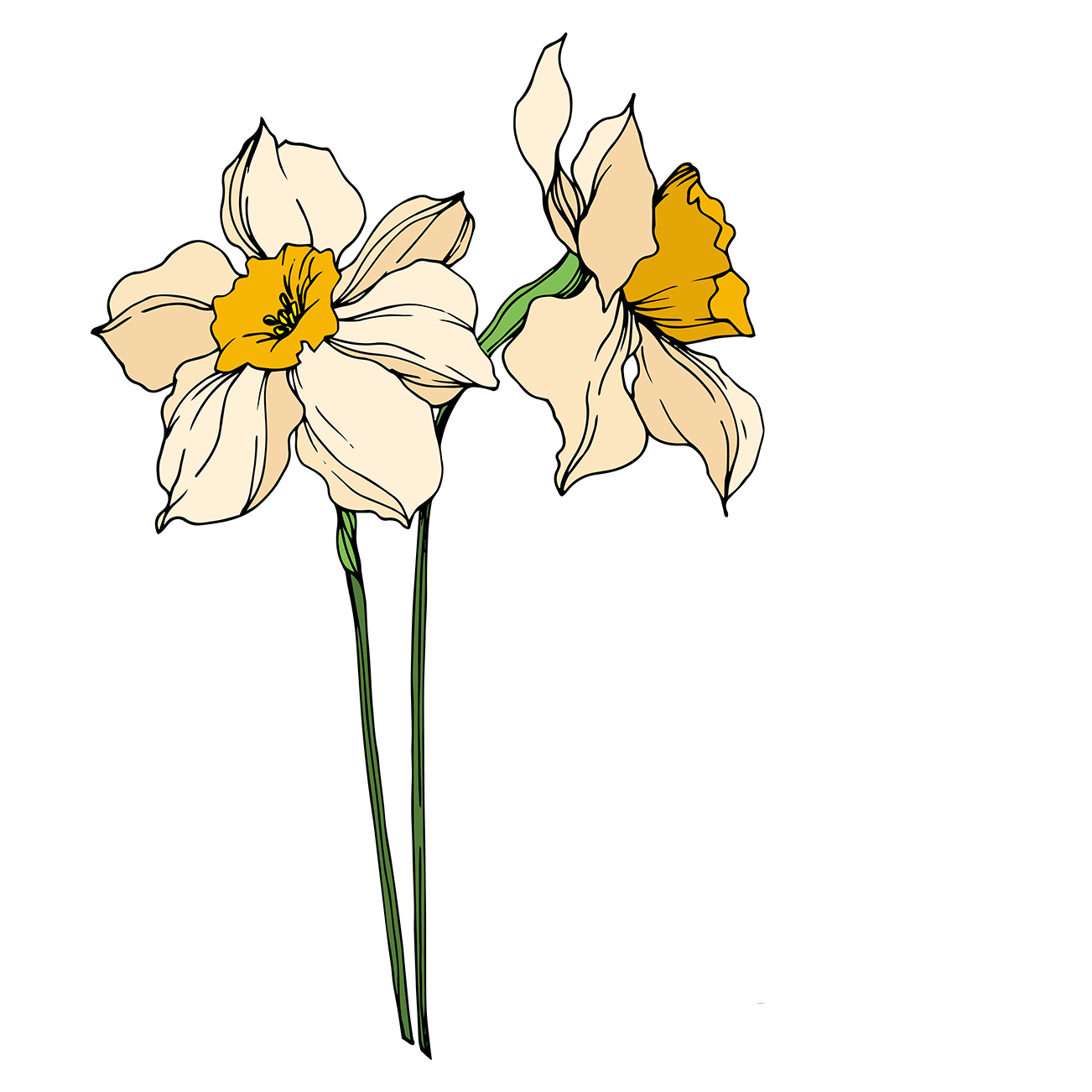 drawn yellow narcissus