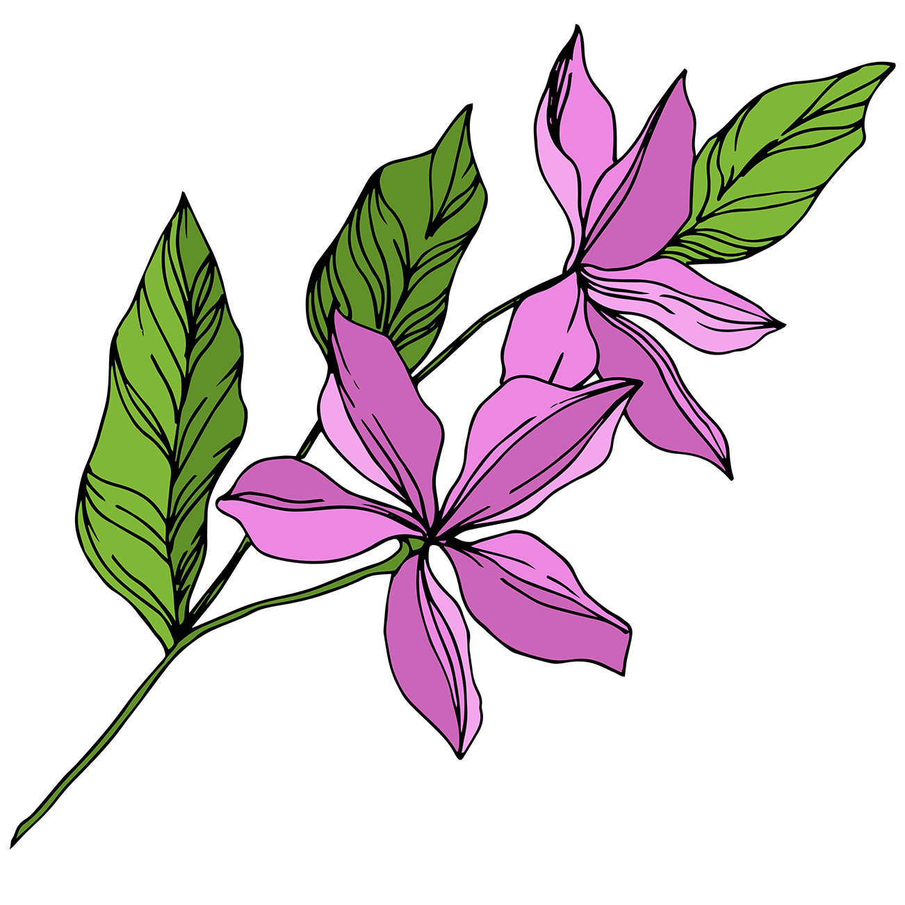 drawn puprle tropical flowers